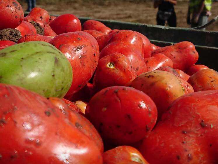 RAPPORTO FAIRTRADE SULLA FILIERA ITALIANA DEL POMODORO